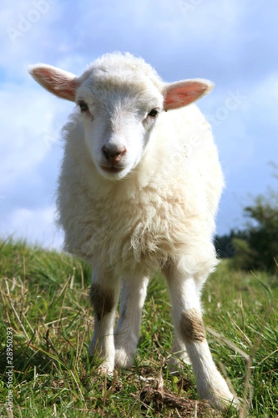 Fototapeta White lambs.