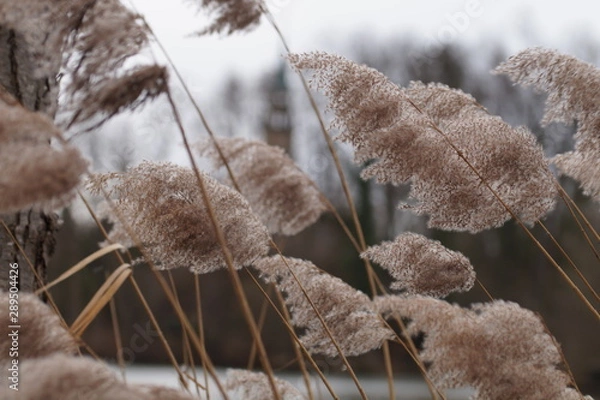 Fototapeta Schilf Sturm