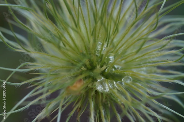 Fototapeta Spülbürste 2