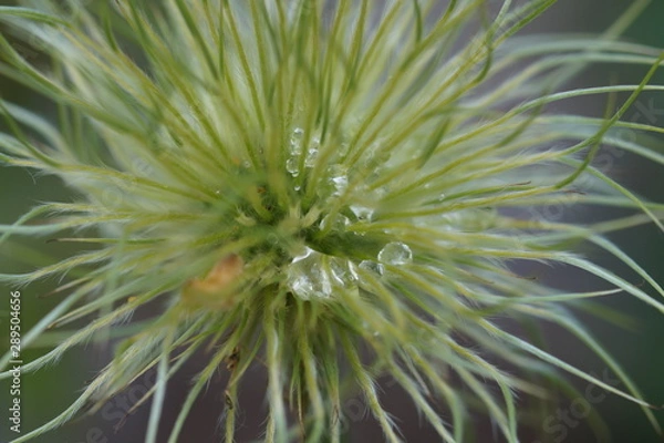 Fototapeta Spülbürste