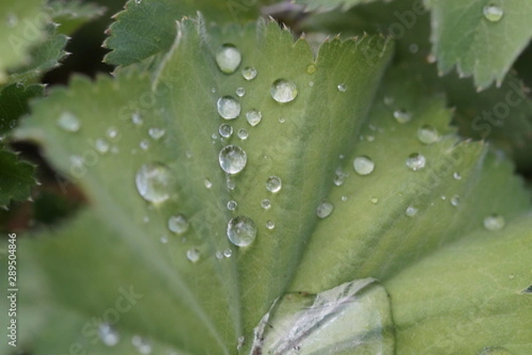 Fototapeta Regentag 3