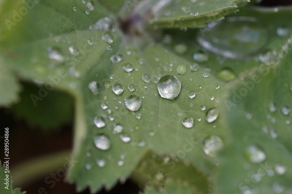 Fototapeta Regentag 2