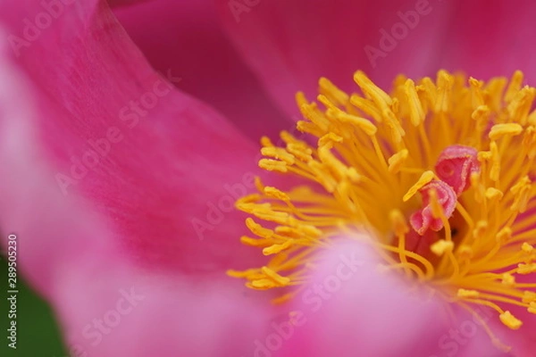 Fototapeta Pinker Einblick
