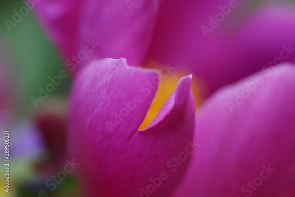 Fototapeta Pinker Traum