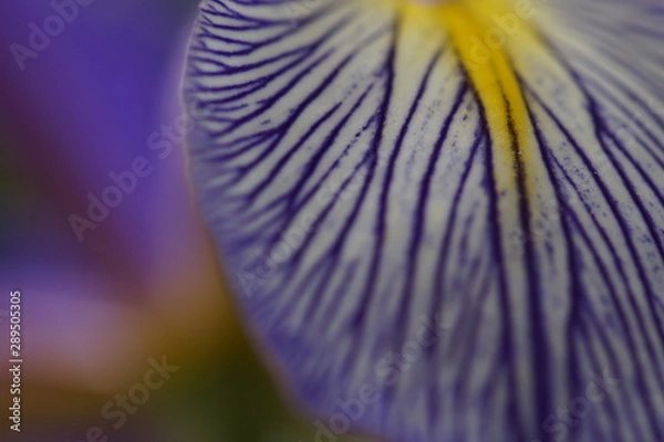 Obraz Blüte gestreift