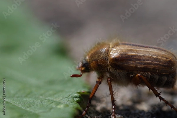 Fototapeta Junikäfer 3