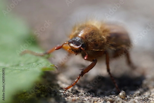 Fototapeta Junikäfer Gruß