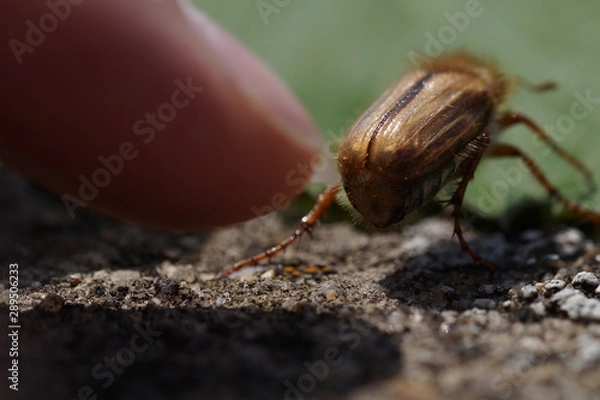 Fototapeta Junikäfer 1