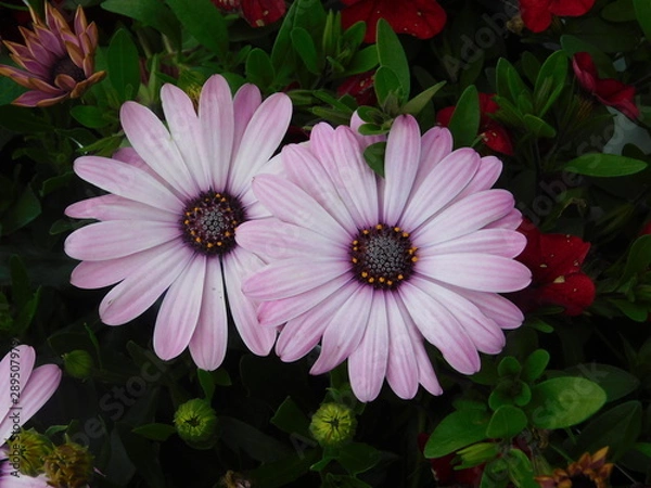 Obraz Lighter purples