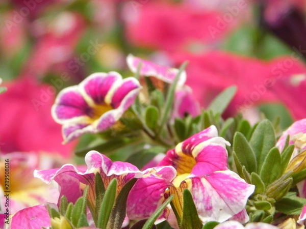 Obraz pink and white