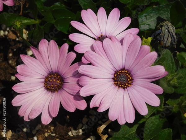 Obraz purple flowers