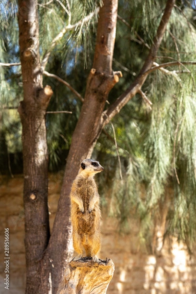 Obraz ミーアキャット