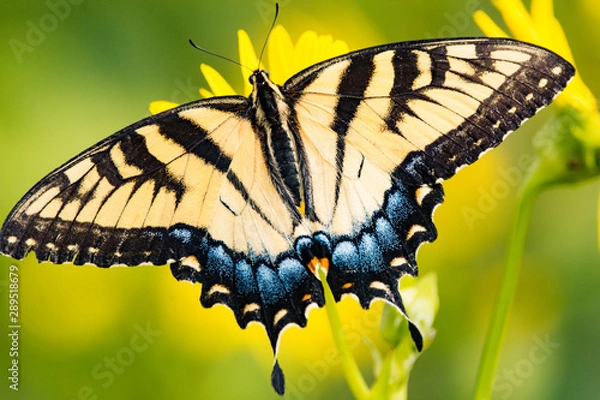 Obraz Eastern Tiger Swallowtail