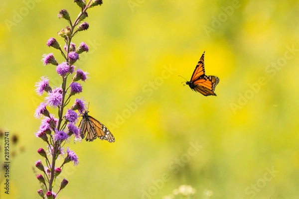 Obraz Monarch Butterflies