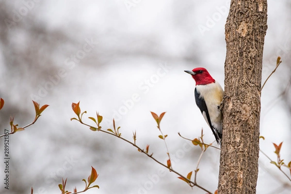 Obraz Red-headed Woodpecker