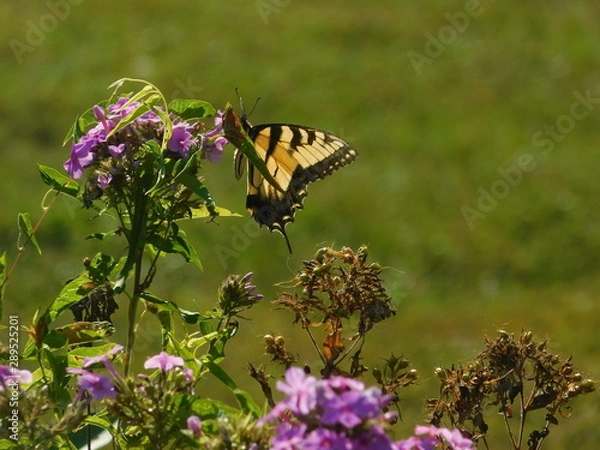 Obraz butterfly on flower