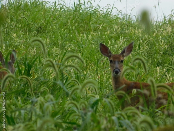 Obraz deer in the grass