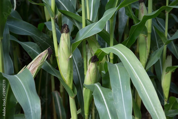 Obraz Maisfeld /corn field