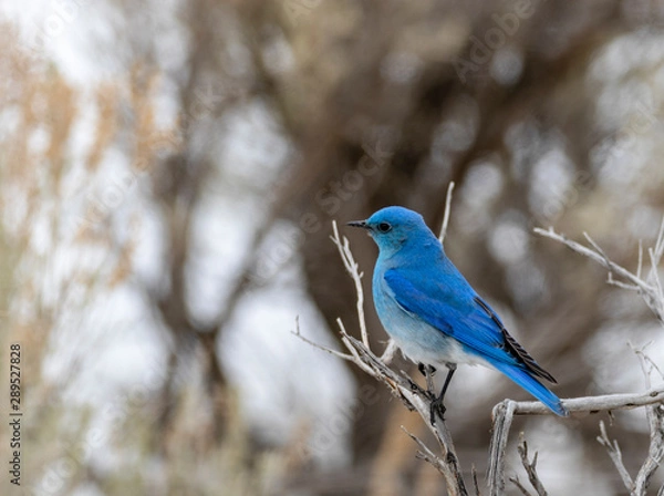 Fototapeta Mountain Blueburd