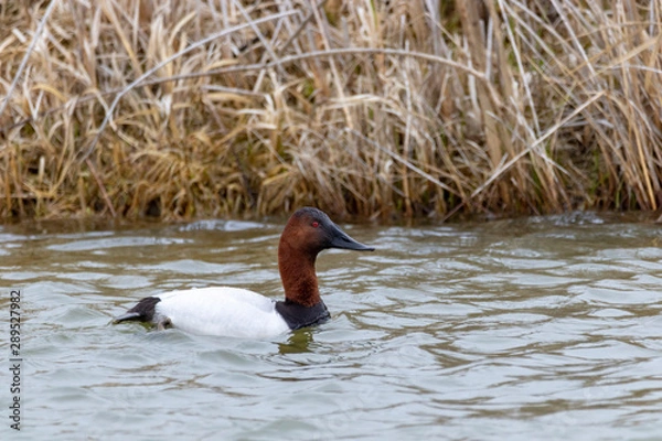 Fototapeta Canvasback Duck
