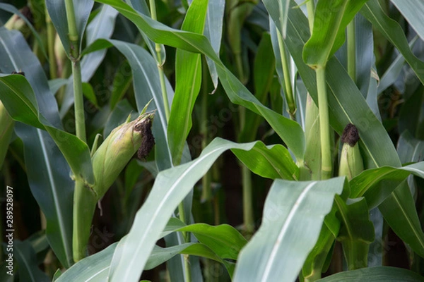 Obraz Maisfeld /corn field