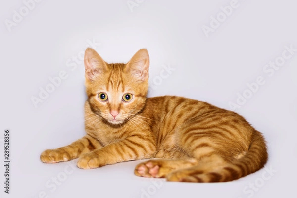 Fototapeta a handsome, cute, red, a small kitten lies on a white backdrop of c large eyes