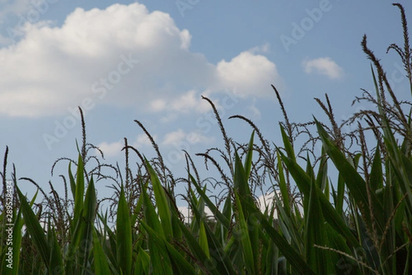 Obraz Maisfeld /corn field