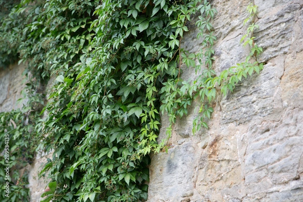 Obraz Wilder Wein / Mauer