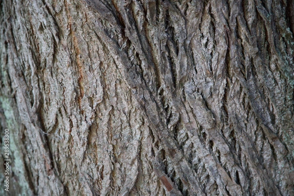 Obraz Rinde / alte Bäume