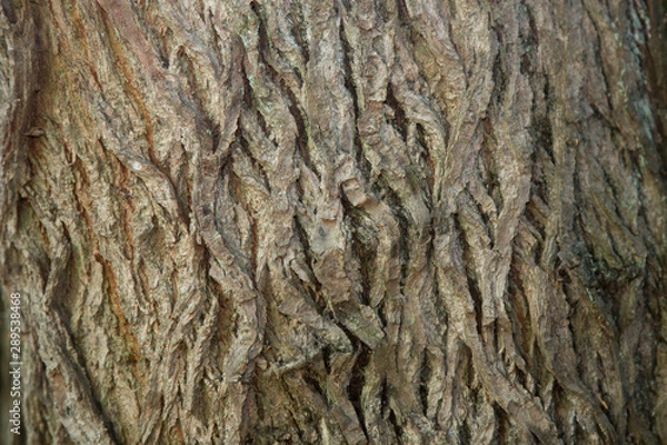 Obraz Rinde / alte Bäume