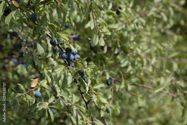Obraz Schlehdorn / Prunus spinosa