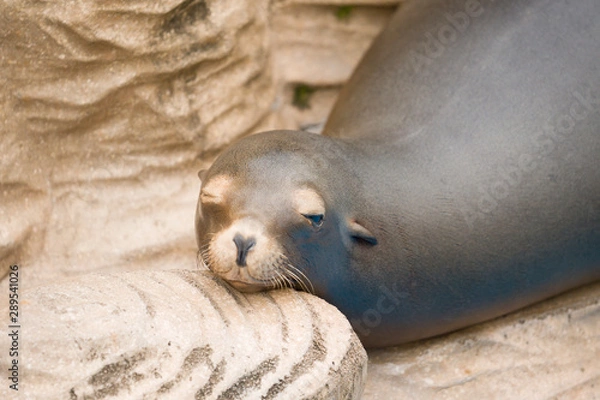 Fototapeta かわいいアシカ