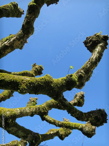 Obraz Branches
