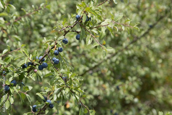 Obraz Schlehdorn / Prunus spinosa