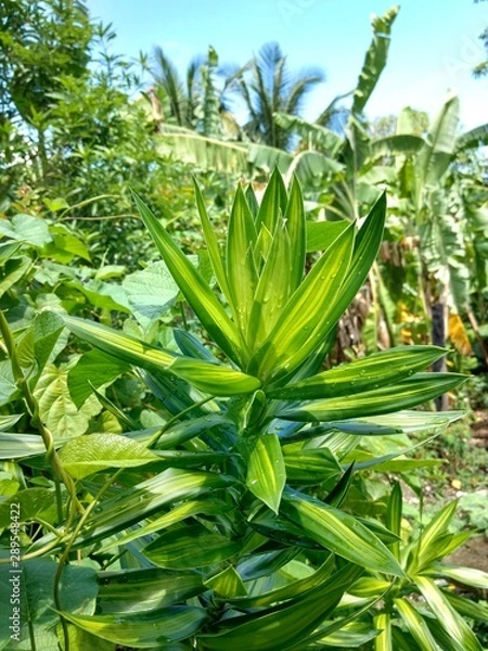 Obraz Beautiful green leaves in summer. ecological concept