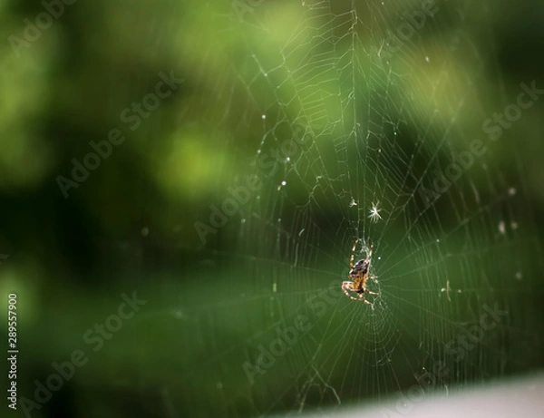 Fototapeta spider on a web on a green background