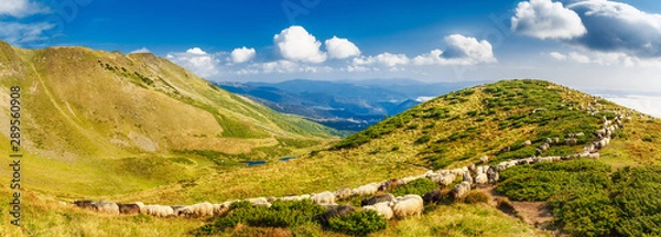 Fototapeta Flock of sheep in mountain highlands. Glorious panoramic landscape, green valleys, meadows at spectacular sky background. Carpathian mountains in Ukraine, Svydovets mountain ridge, Dragobrat location.