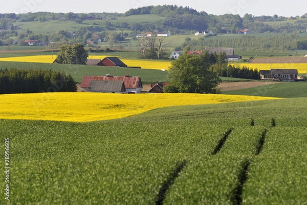 Obraz Open landscape with farms and fields