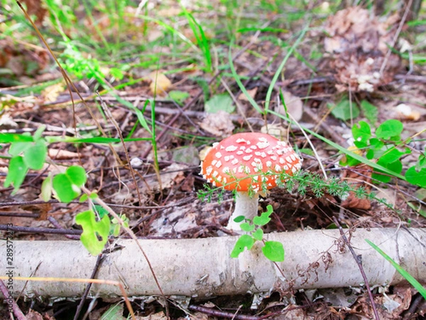 Fototapeta red mushroom in the forest