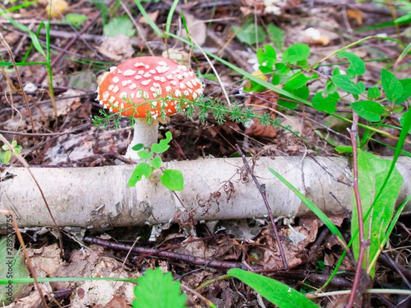 Fototapeta fly agaric in the grass by the fallen birch 4