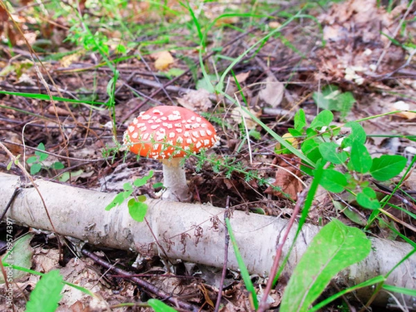 Fototapeta fly agaric in the grass by the fallen birch 6