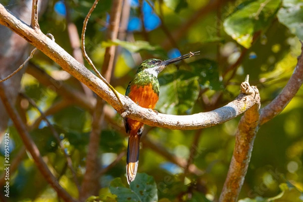 Fototapeta ariramba-de-cauda-ruiva