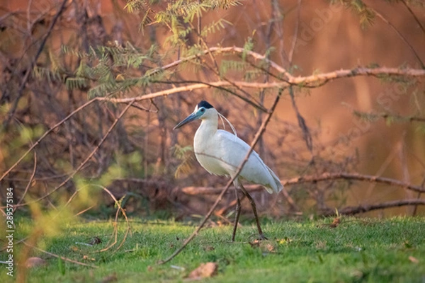 Fototapeta garça-real