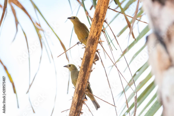 Fototapeta sanhaçu-do-coqueiro