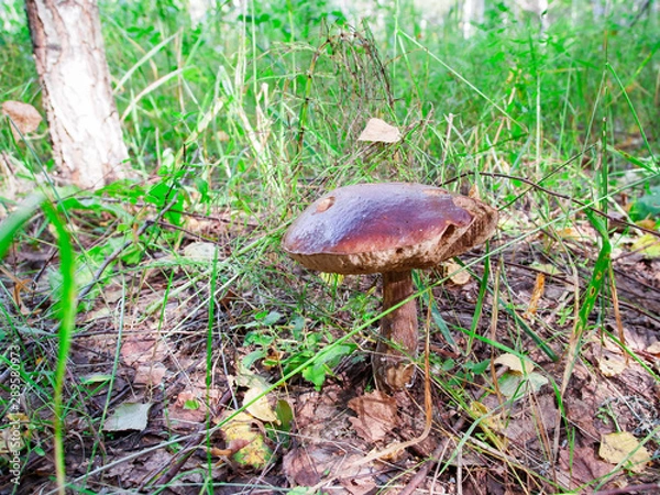 Fototapeta old boletus in the grass in the autumn forest