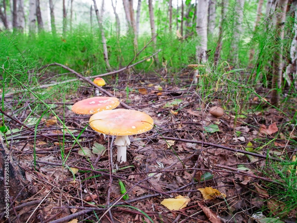 Fototapeta two fly agarics with wide hats in the grass in the forest 6