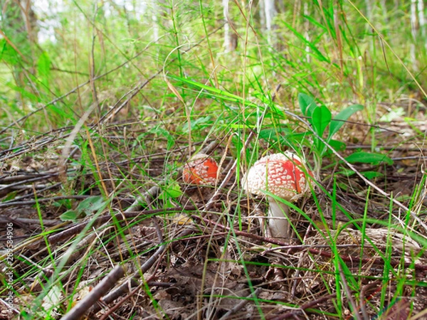 Fototapeta two little fly agaric in the grass