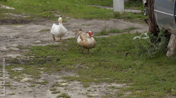 Obraz village, countryside, hamlet