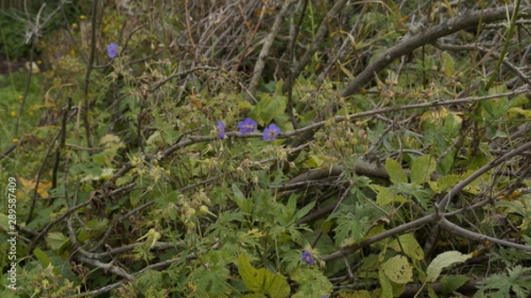 Obraz village, countryside, hamlet