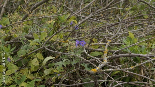 Obraz village, countryside, hamlet
